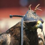 atlanta falcons minnesota vikings game