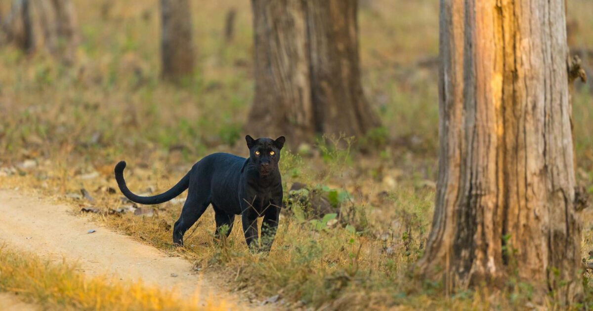 Panthers vs Cardinals Player Stats: 2026 Matchup Preview