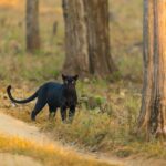 Carolina Panthers vs Arizona Cardinals game