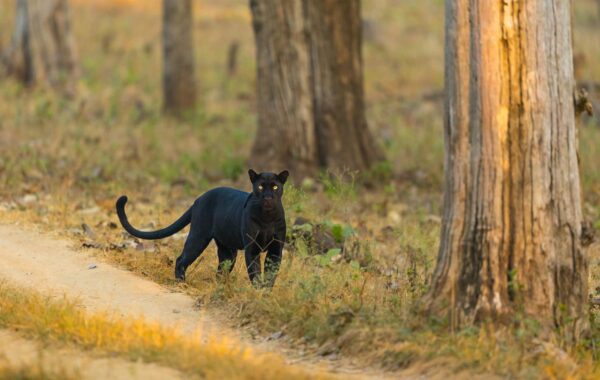 Panthers vs Cardinals Player Stats: 2026 Matchup Preview
