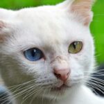 fangchanxiu.com unique crafts