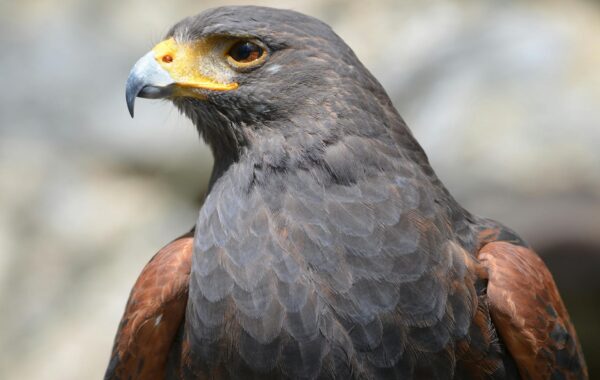 Hawks vs Magic Timeline: Key Matchups & Moments