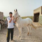 olxking123 .com interface