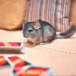 pink chinchilla pattern wallpaper