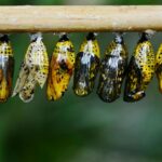 IT transformation growth