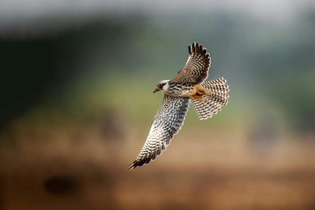 anderson falco budget