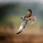 Anderson Falco: Budgeting for Value