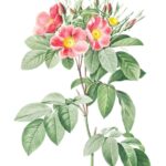 Anthea Turner practical advice