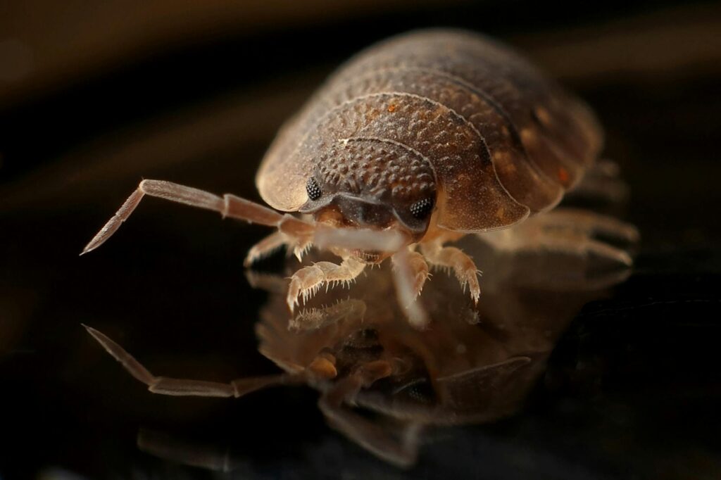 Anticimex pest control global expansion