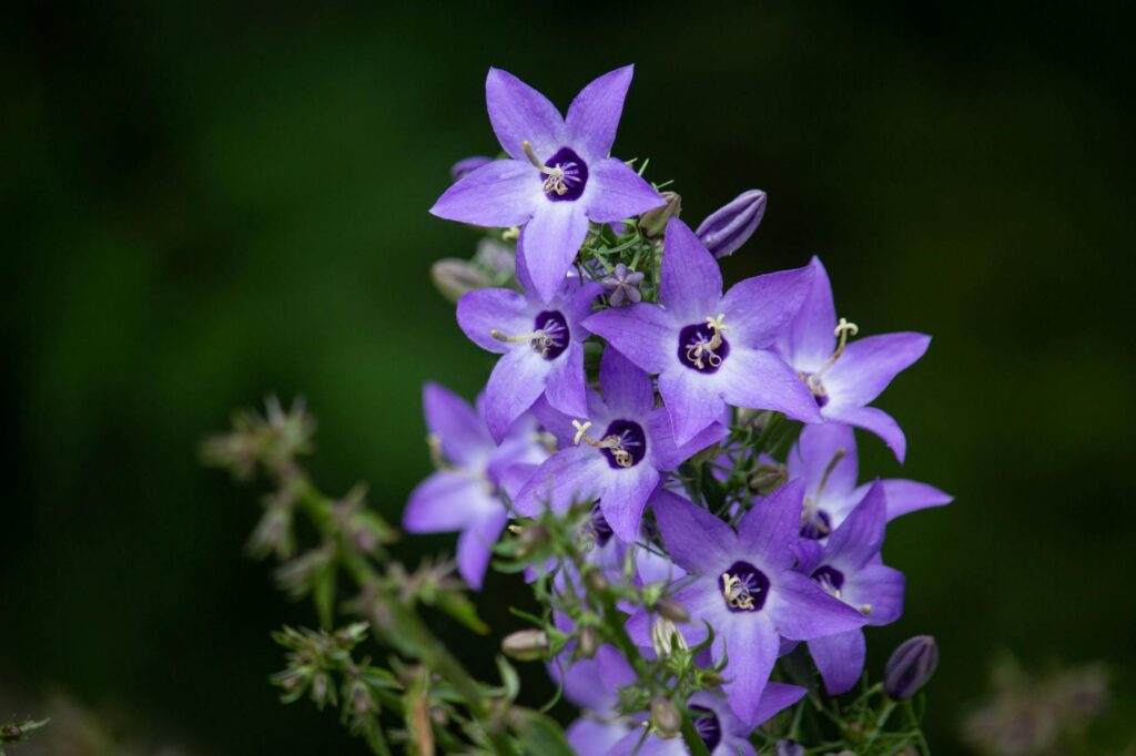 Campanula isophylla hanging basket