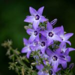 Babybelletje: Your 2026 Guide to This Trailing Bellflower