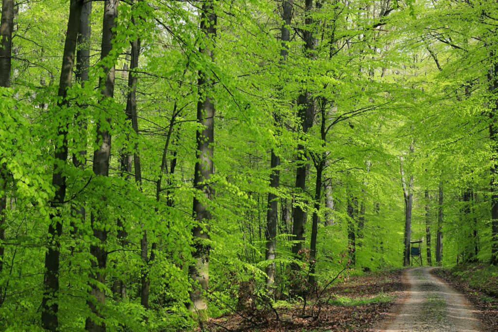 carbon offset shipping process