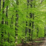 Bestshoesevershop Carbon Neutral Shipping: 5 Mistakes to Avoid