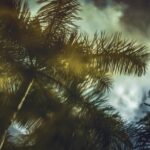 Carmen Matarazzo: What You Need to Know