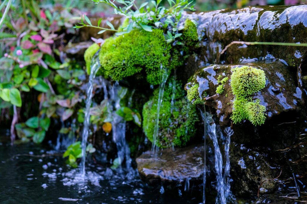 cascading baby's tears plant