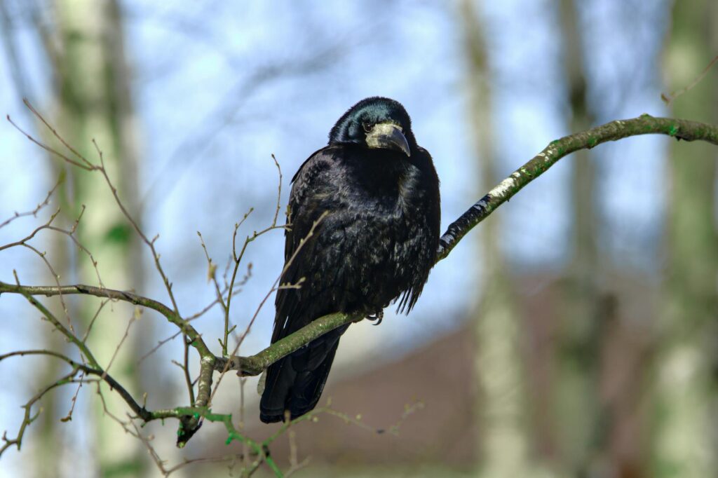 Corvo Attano non-lethal