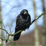 Dishonored Non-Lethal Guide: Master the Shadows