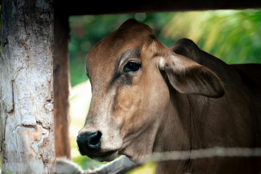 cow digestive system diagram