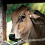 cow digestive system diagram