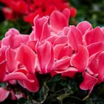 cyclamen garden border
