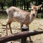 Erika Wulff Jones portrait