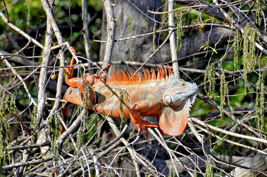 Florida Nature Coast landscape