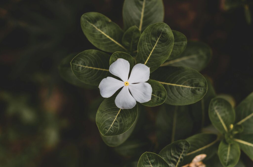 flowering plant angiosperm