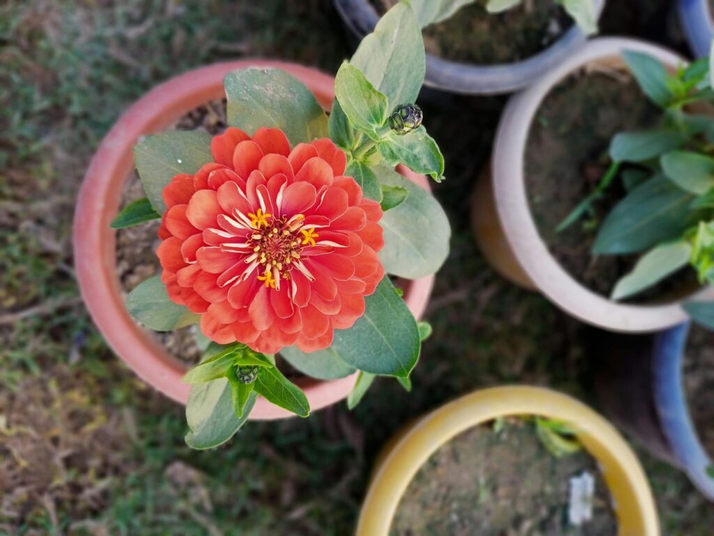 flowering plant angiosperm