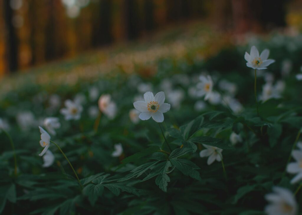 forest floral perfume