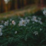 forest floral perfume