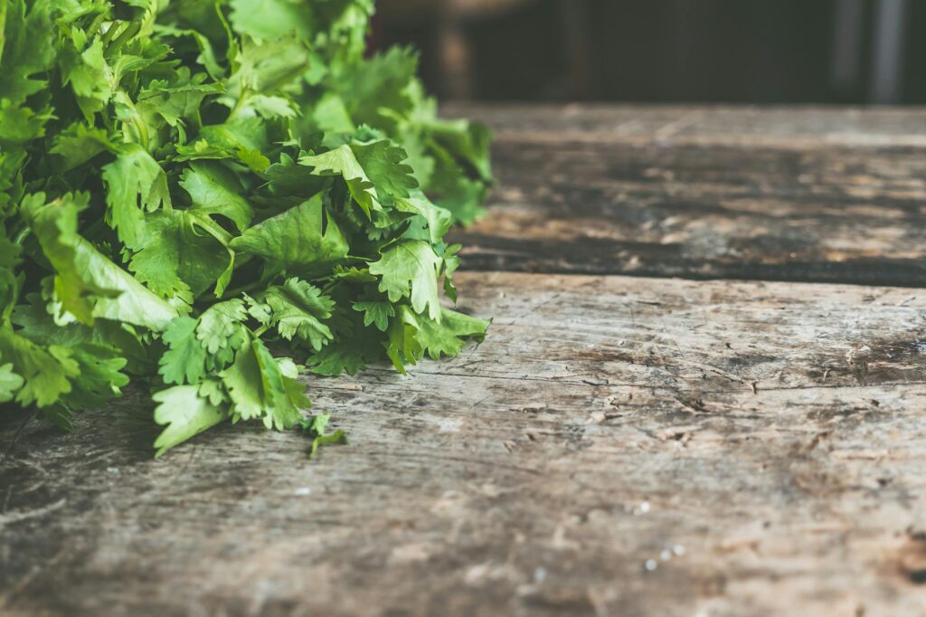 fresh cilantro and coriander seeds
