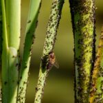 Gnat Control: Your Ultimate Guide to Banishing Them