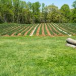 Area 336 Code: Your Guide to North Carolina Calls