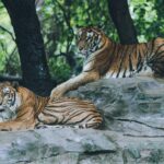 Guardians Tigers baseball game