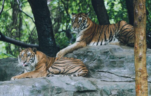 Guardians vs Tigers Player Stats: Match Insights 2026