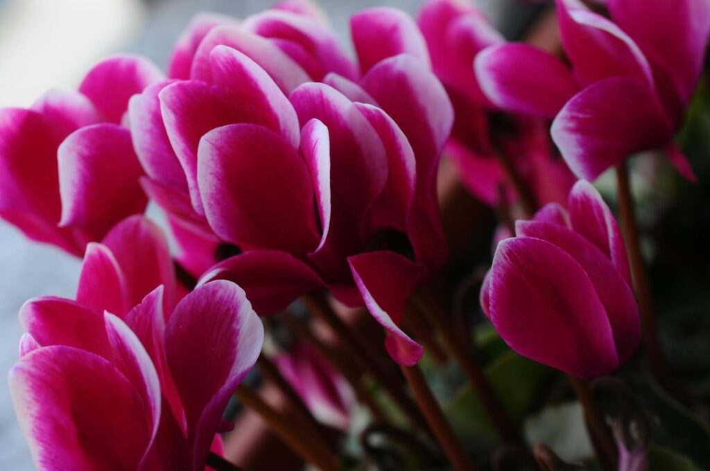 hardy cyclamen autumn bloom