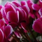 hardy cyclamen autumn bloom