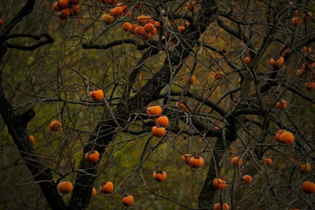 Japanese persimmon fruit