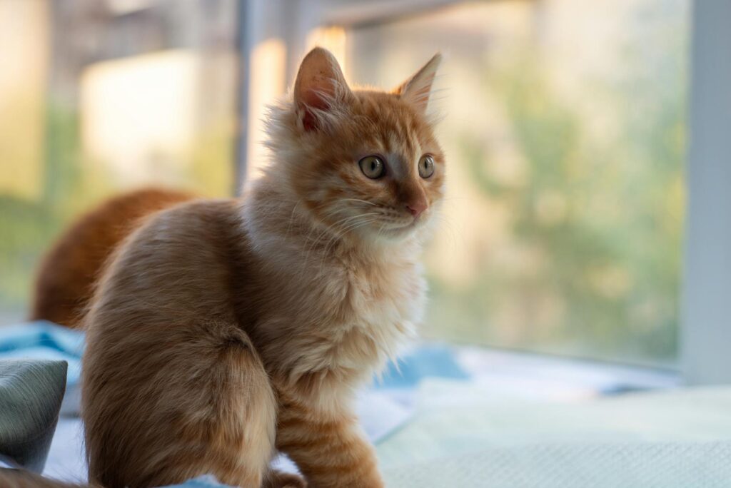 Kitty McIntyre artwork