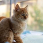 Kitty McIntyre artwork