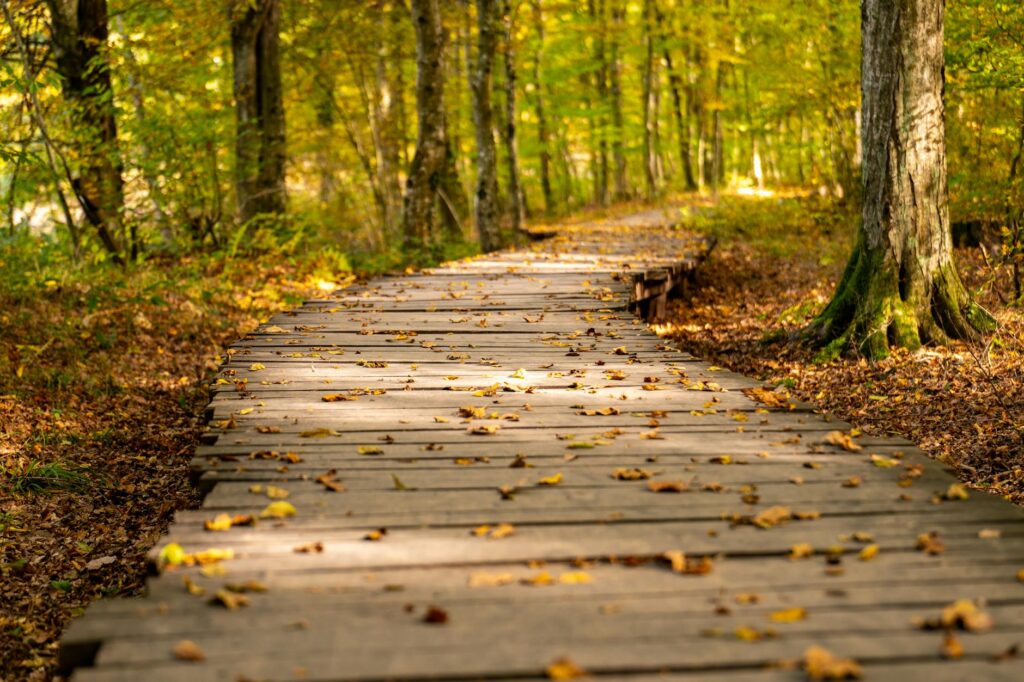 AI learning path