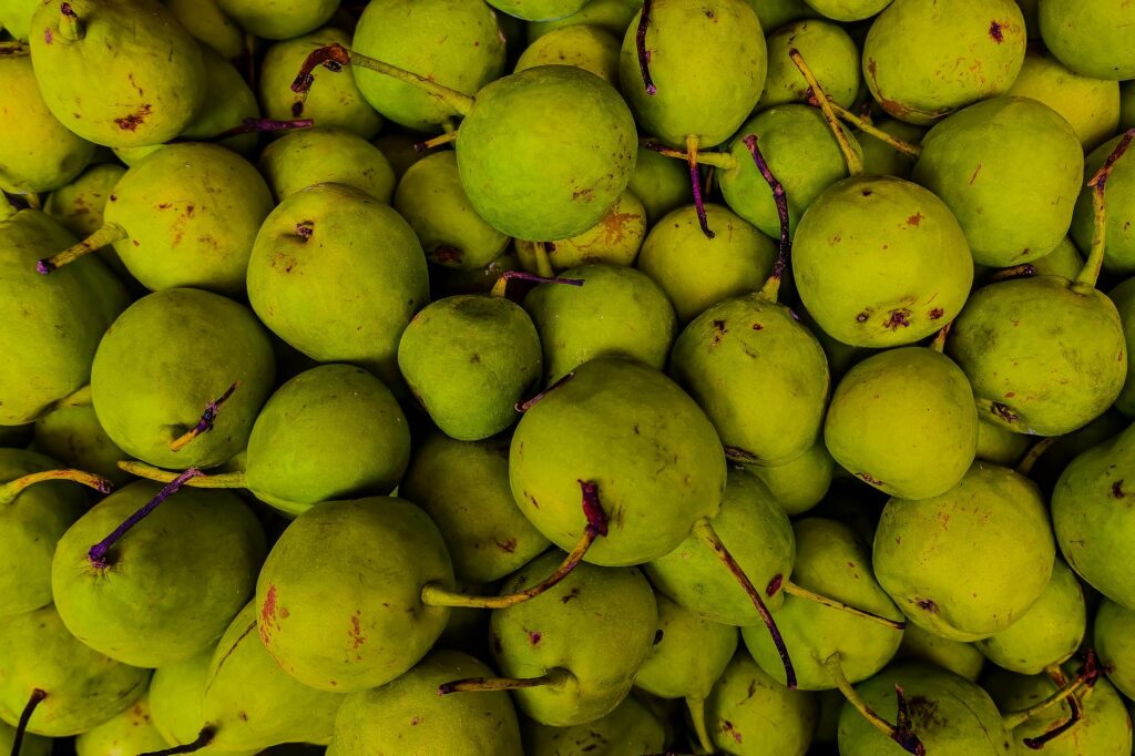 Navigator pear fruit