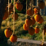 ripe Hachiya and Fuyu persimmons