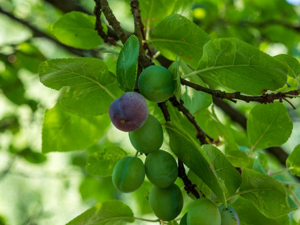 ripe plum tomatoes