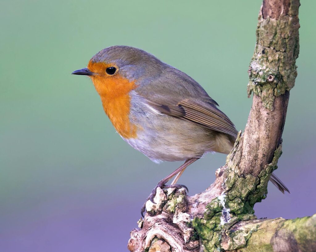 Robin Stapler Guide 2026: How to Buy, Use, and Maintain the Right Tool