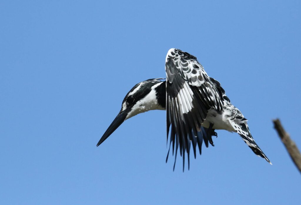 Rudy Giuliani public appearance