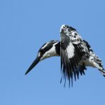 Rudy Giuliani public appearance