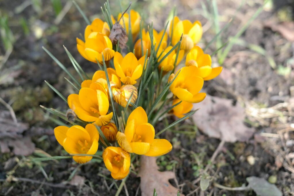 Saffron Hocking: The 2026 Guide to Her Career & Roles