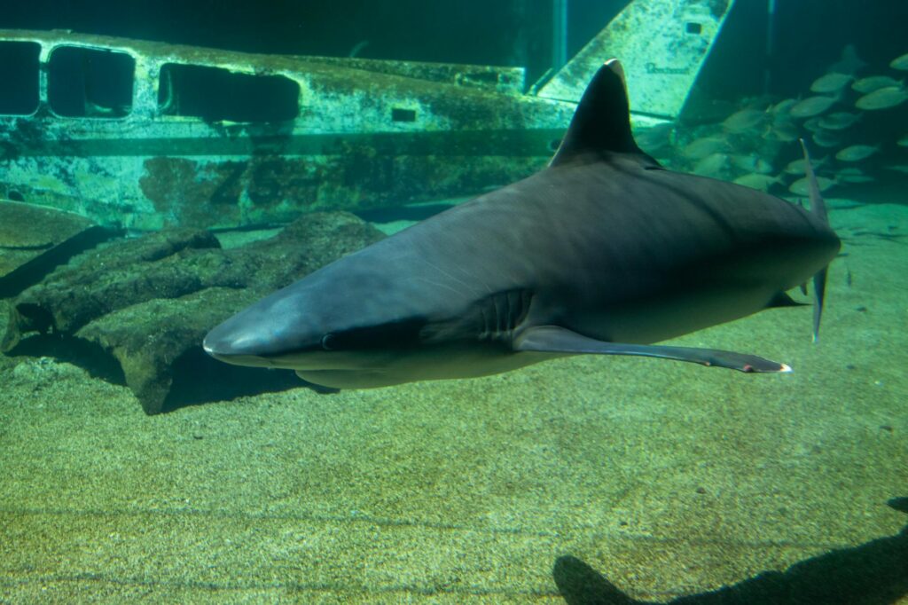 Shark Tank products