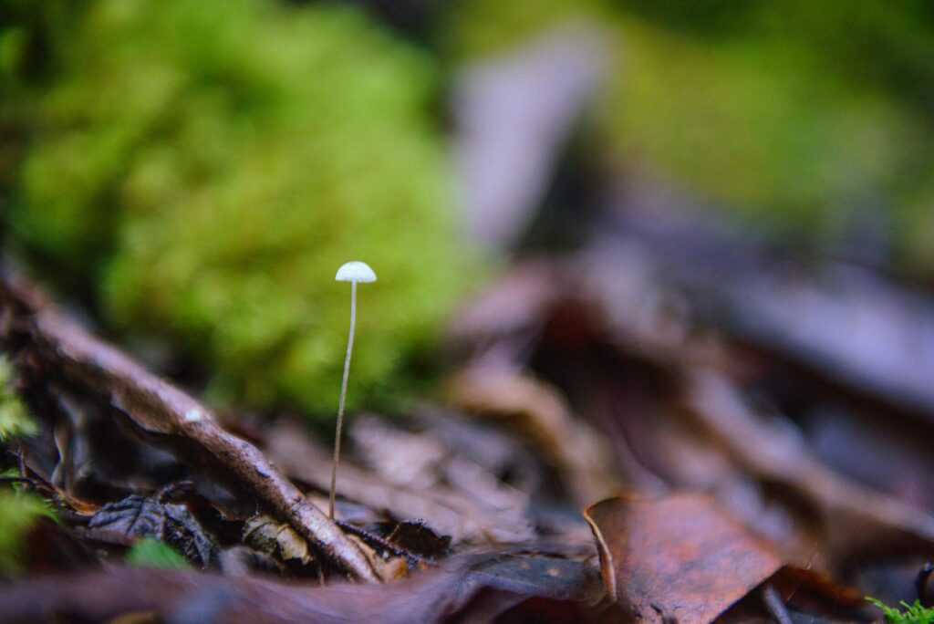 Solo Leveling main characters collage